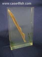 Foto Galerie/Petromyzontiformes/Lampetra fluviatilis/Lampetra fluviatilis_01_S.jpg
